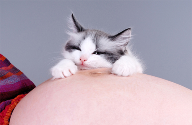 A gravidez, o gato e a Veterinária Mundo dos
